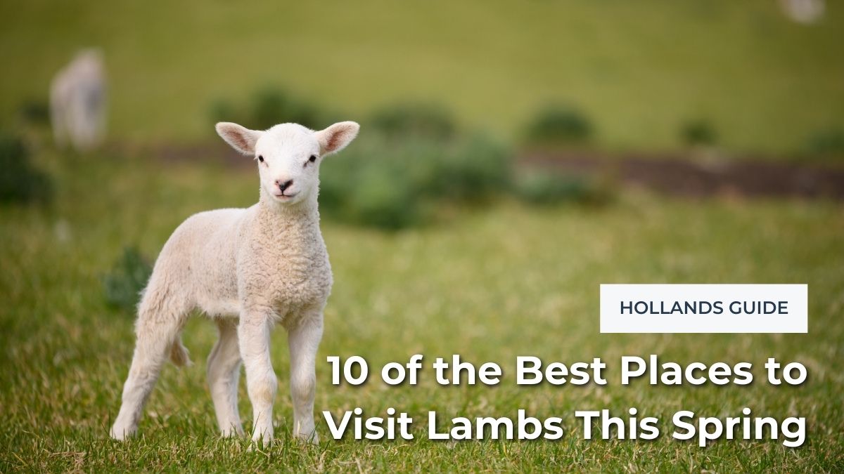 10 of the Best Places to Visit Lambs This Spring