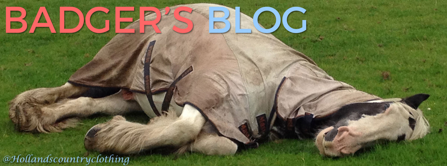 Badger's Blogg. Horsey Tales straight from the horse's mouth...