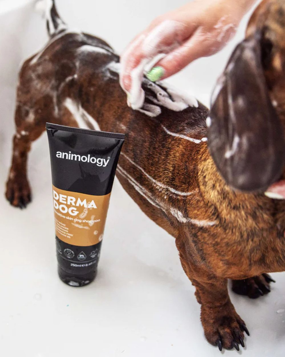 Animology Derma Dog Sensitive Skin Shampoo 250m with dog in background