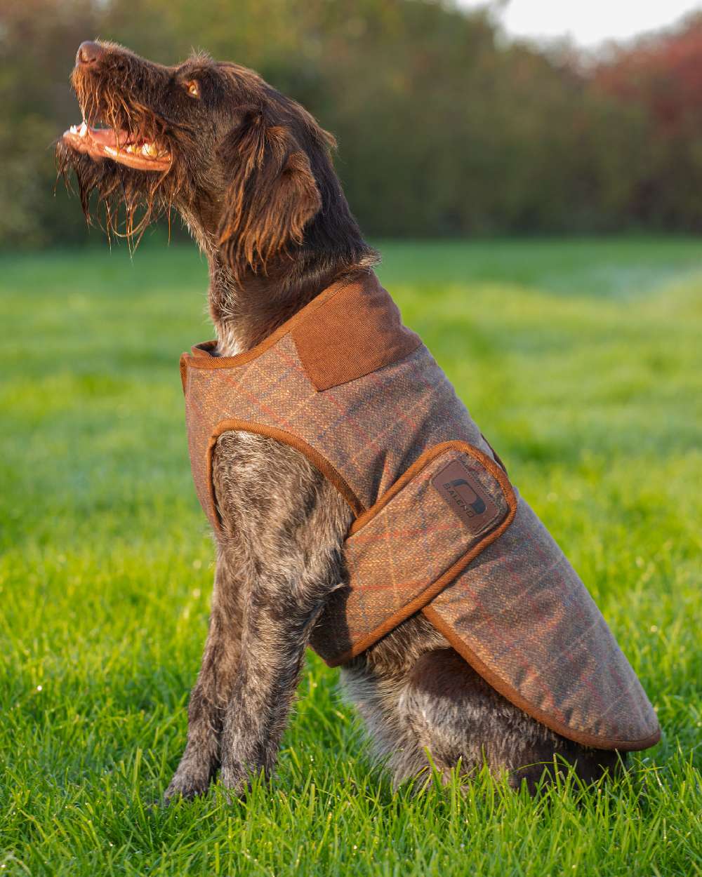 Check Brown Coloured Baleno Bobby Printed Tweed Dog Coat on grass background