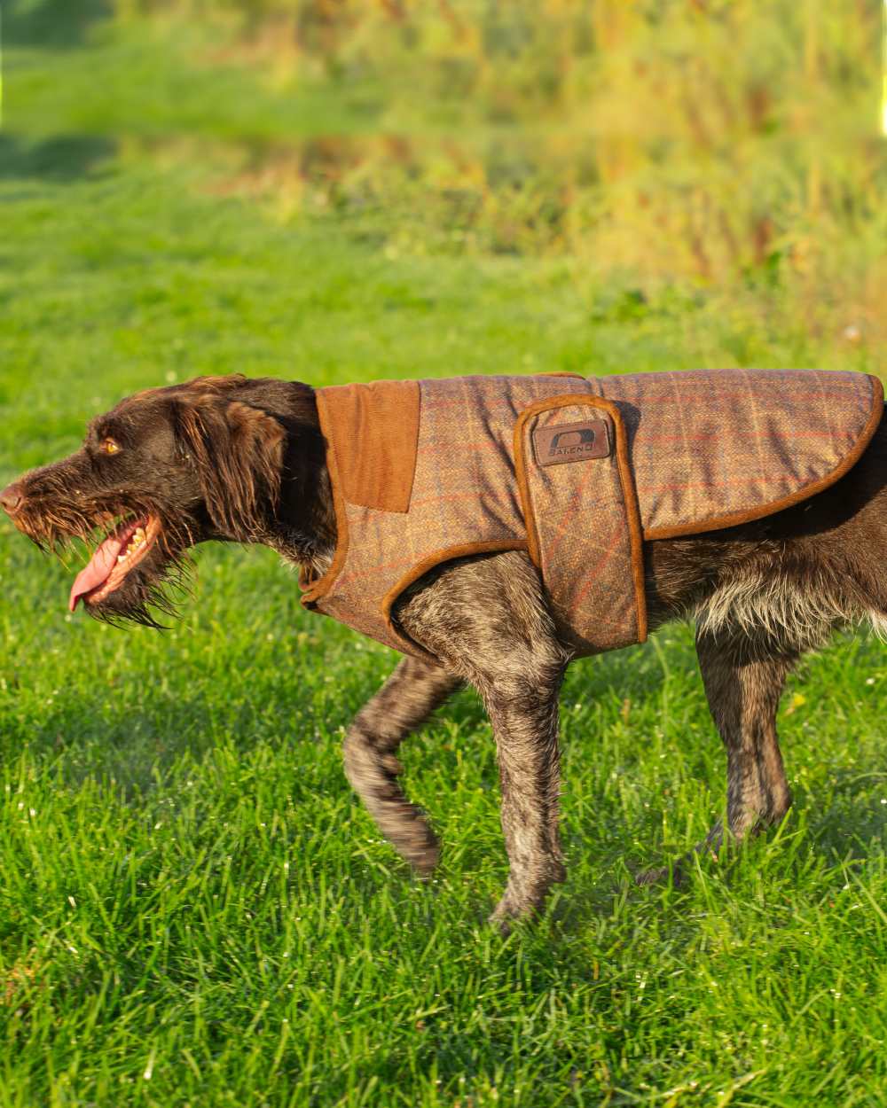 Check Brown Coloured Baleno Bobby Printed Tweed Dog Coat on grass background
