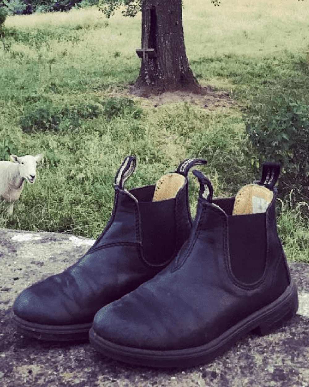 Black Coloured Blundstone Childrens 531 Black Leather Boots on outdoor background