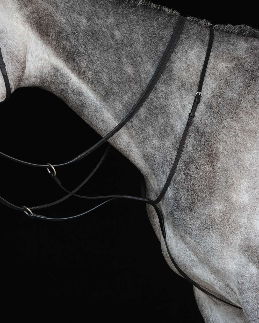 Black coloured Collegiate Running Martingale IV on black background