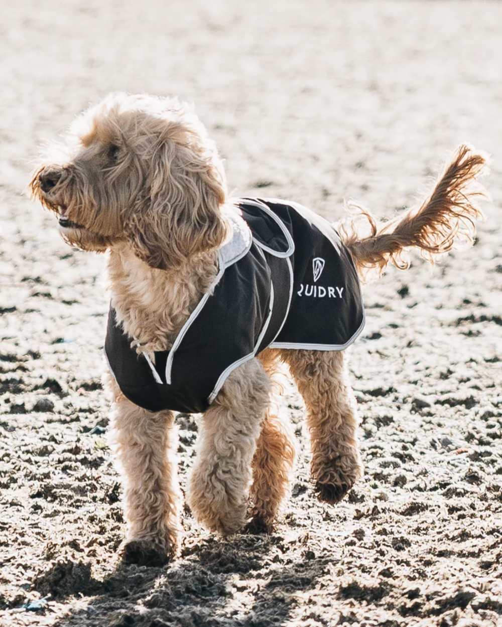 Black Grey coloured Equidry Microfibre Fleece Waterproof Dog Coat on outdoor background