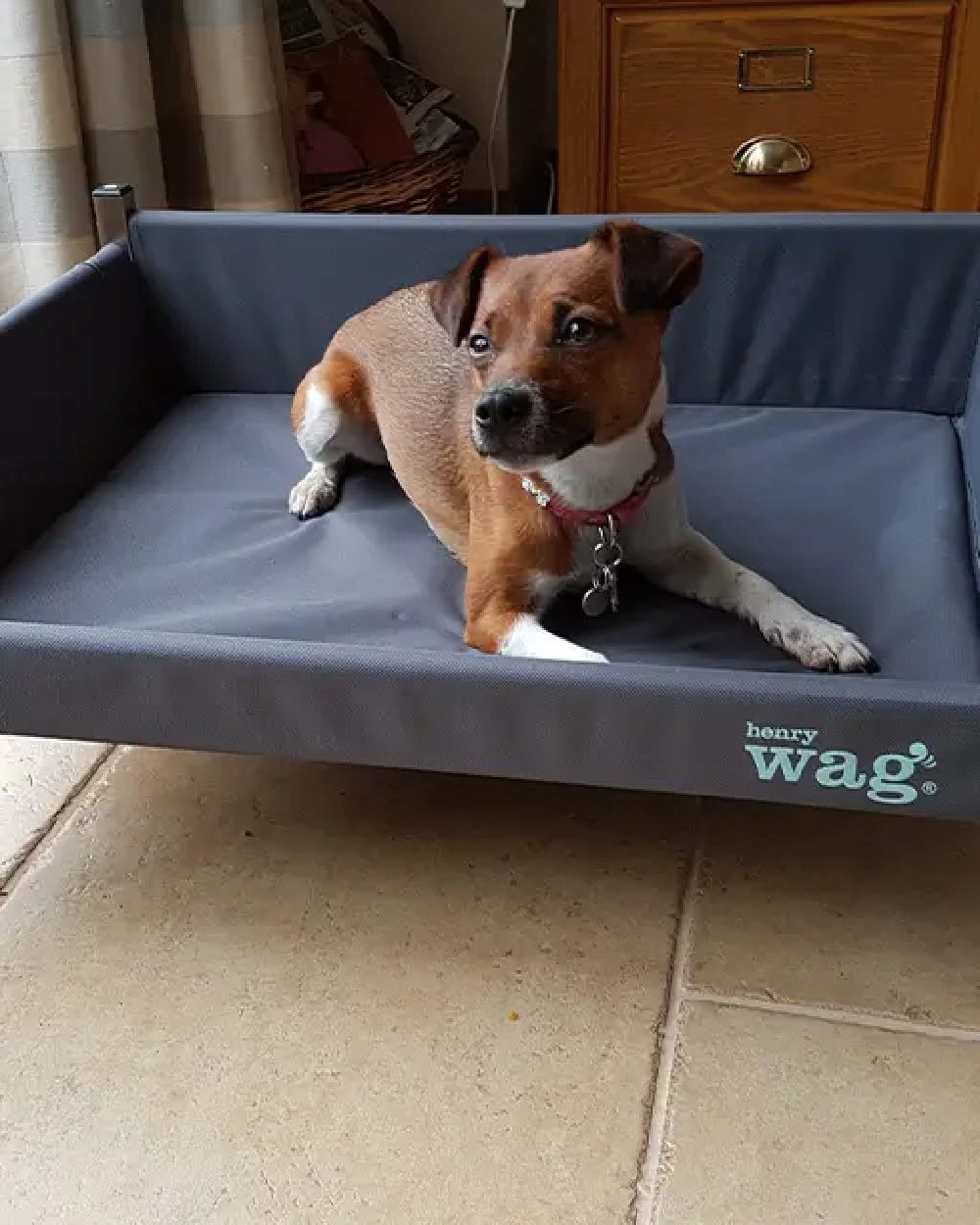 Grey Black coloured Henry Wag Elevated Dog Bed on house background