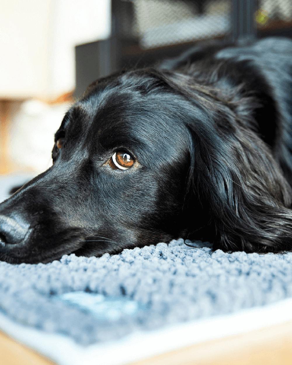 Grey Blue coloured Henry Wag Microfibre Noodle Pet Mat on house background