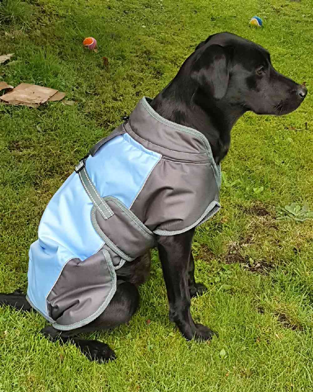 Blue Grey Henry Wag Waterproof Dog Coat on grass background