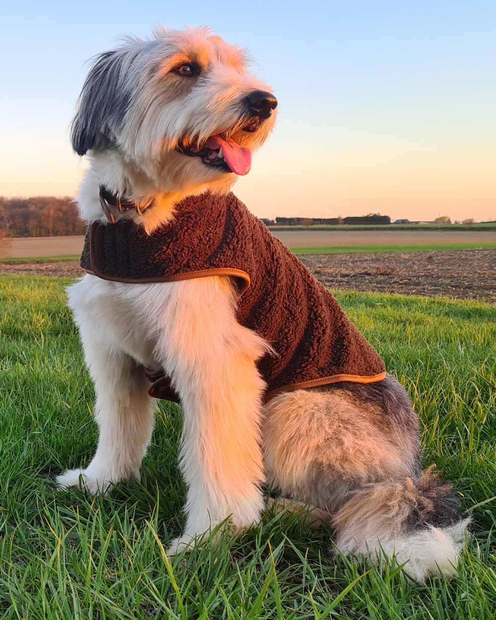 Dark Olive coloured Jack Pyke Sherpa Fleece Dog Coat on grassy background