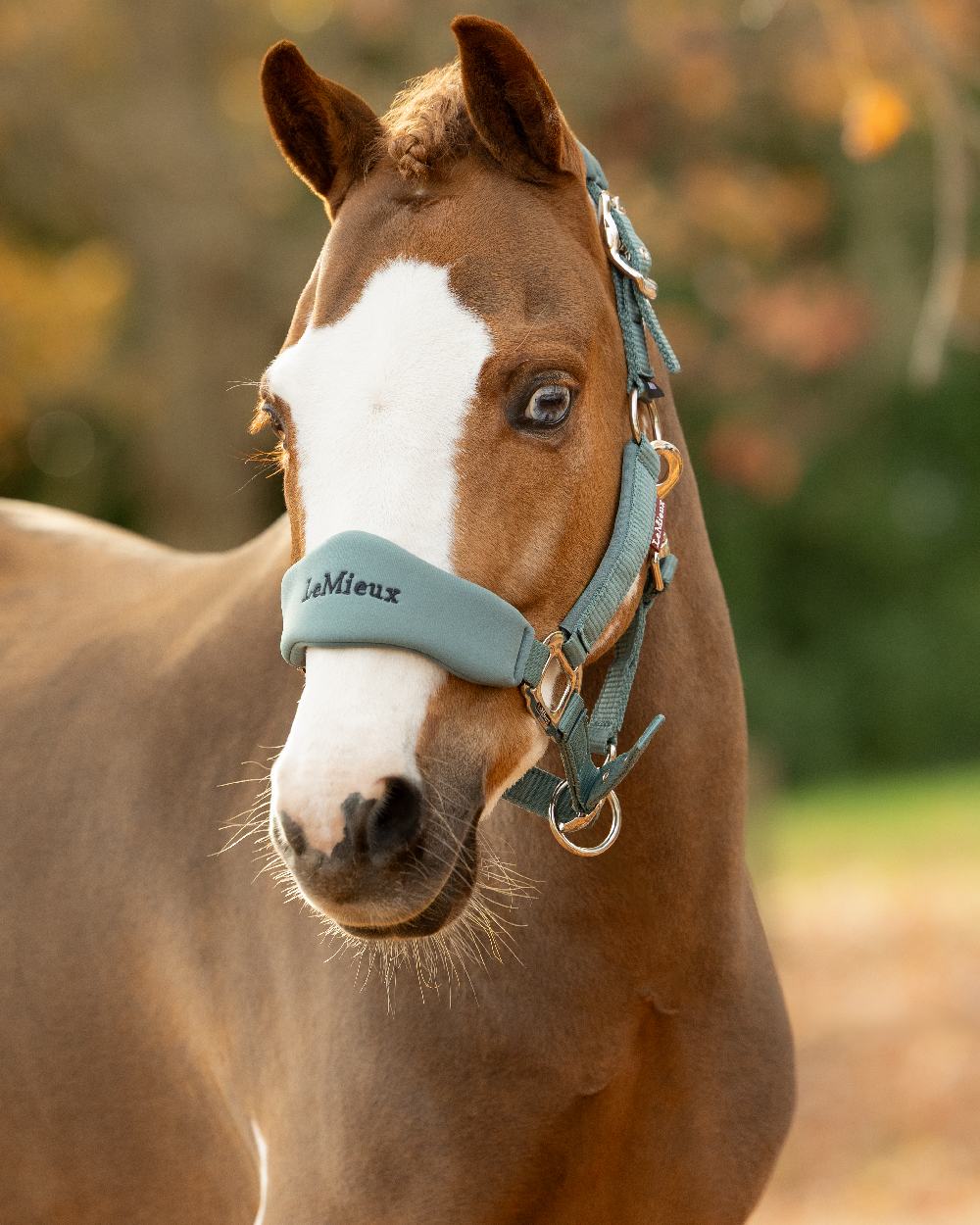 Aloe Coloured LeMieux Breakaway Vogue Headcollar and Leadrope on Outside Field Background