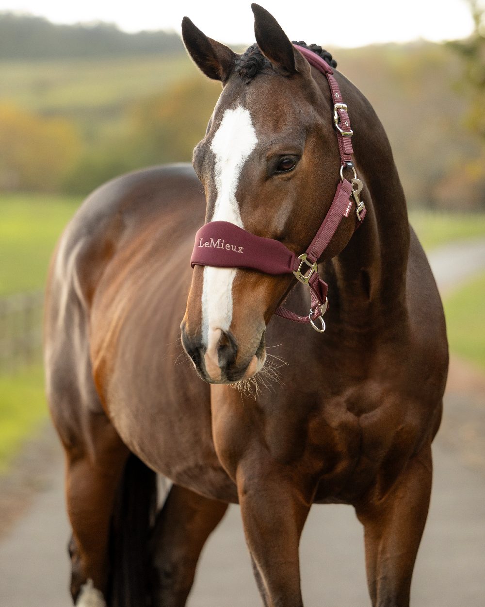 Bramble Coloured LeMieux Breakaway Vogue Headcollar and Leadrope on Outdoor Background