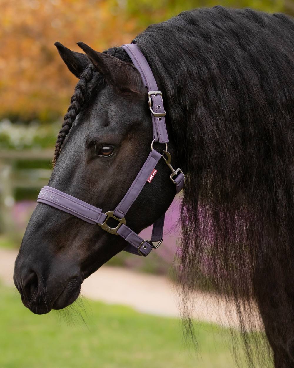 Juniper coloured LeMieux Essence Headcollar on blurry background