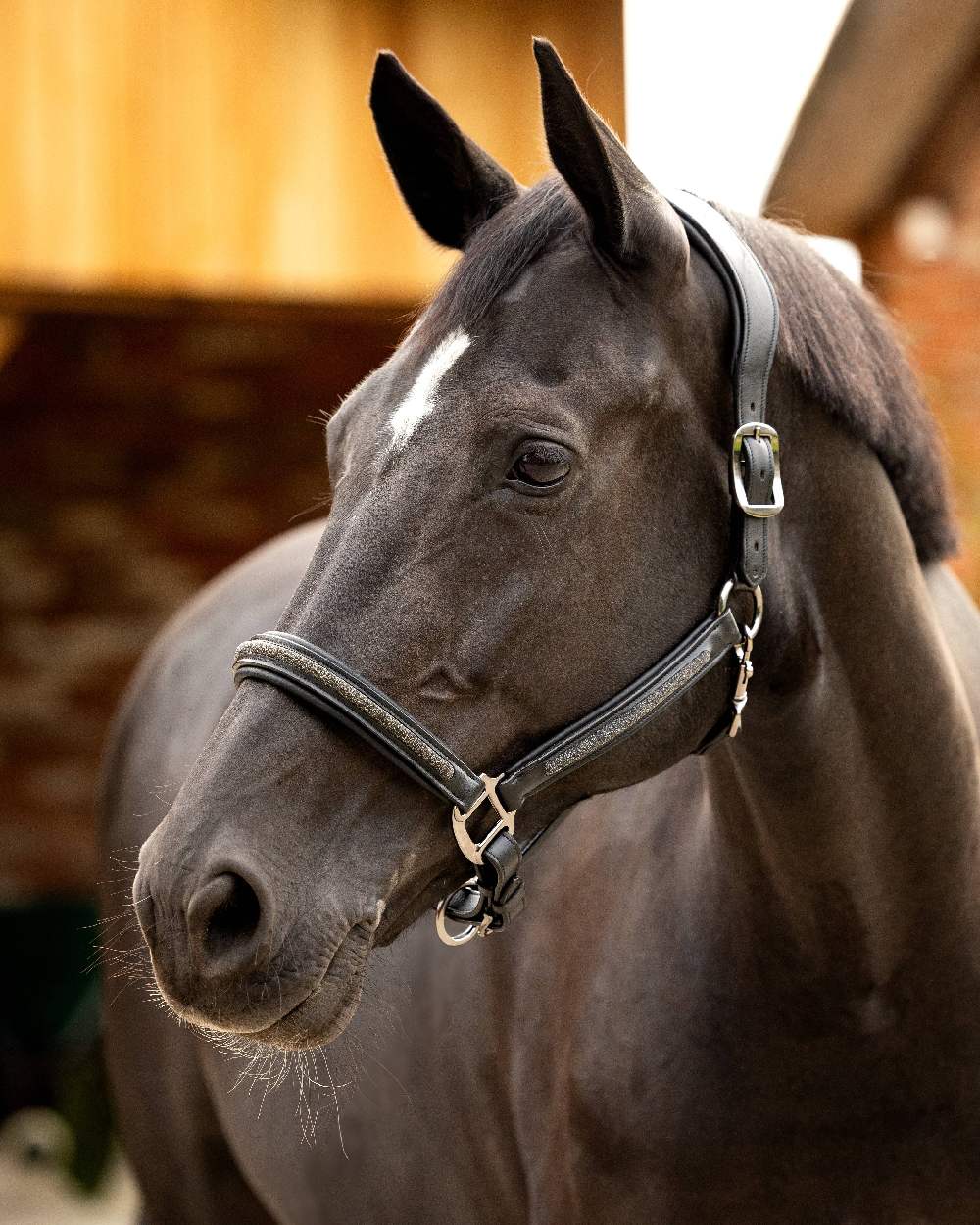 Black coloured LeMieux Leather Crystal Headcollar on blurry background