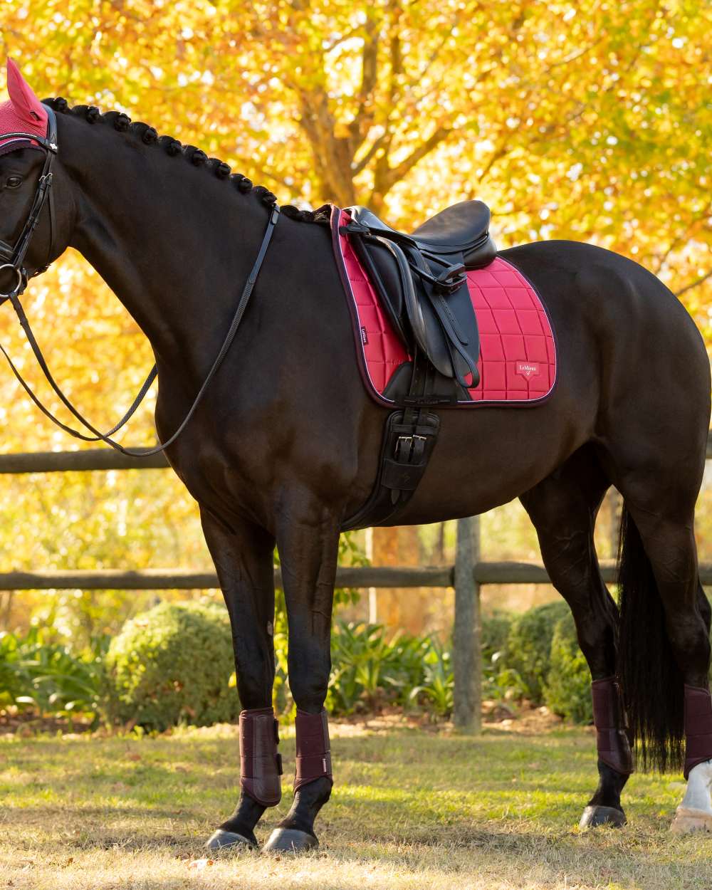 Cranberry coloured LeMieux Loire Dressage Square on tree background
