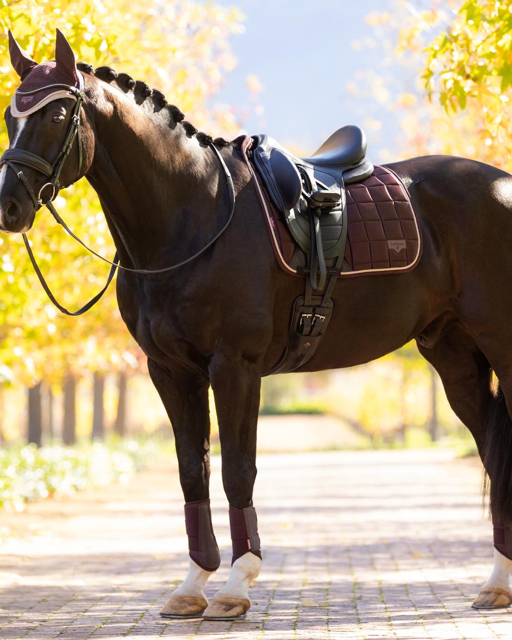 Damson coloured LeMieux Loire Dressage Square on tree background