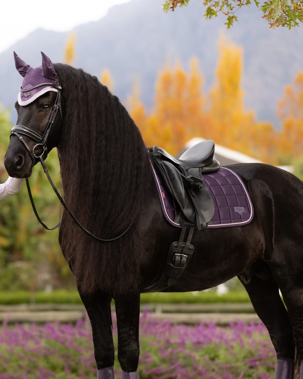 Juniper coloured LeMieux Loire Dressage Square on tree background