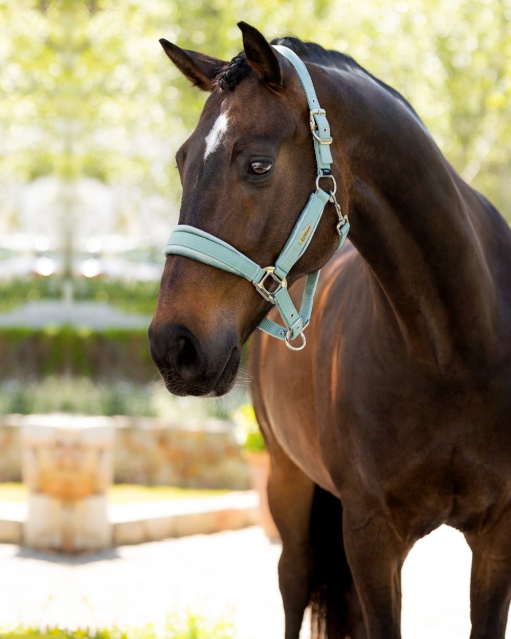 Aqua coloured LeMieux Versailles Headcollar on blurry background