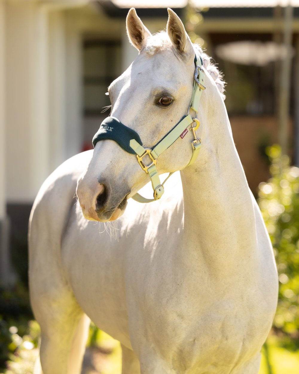 Macaron coloured LeMieux Vogue Headcollar & Leadrope on outdoor background