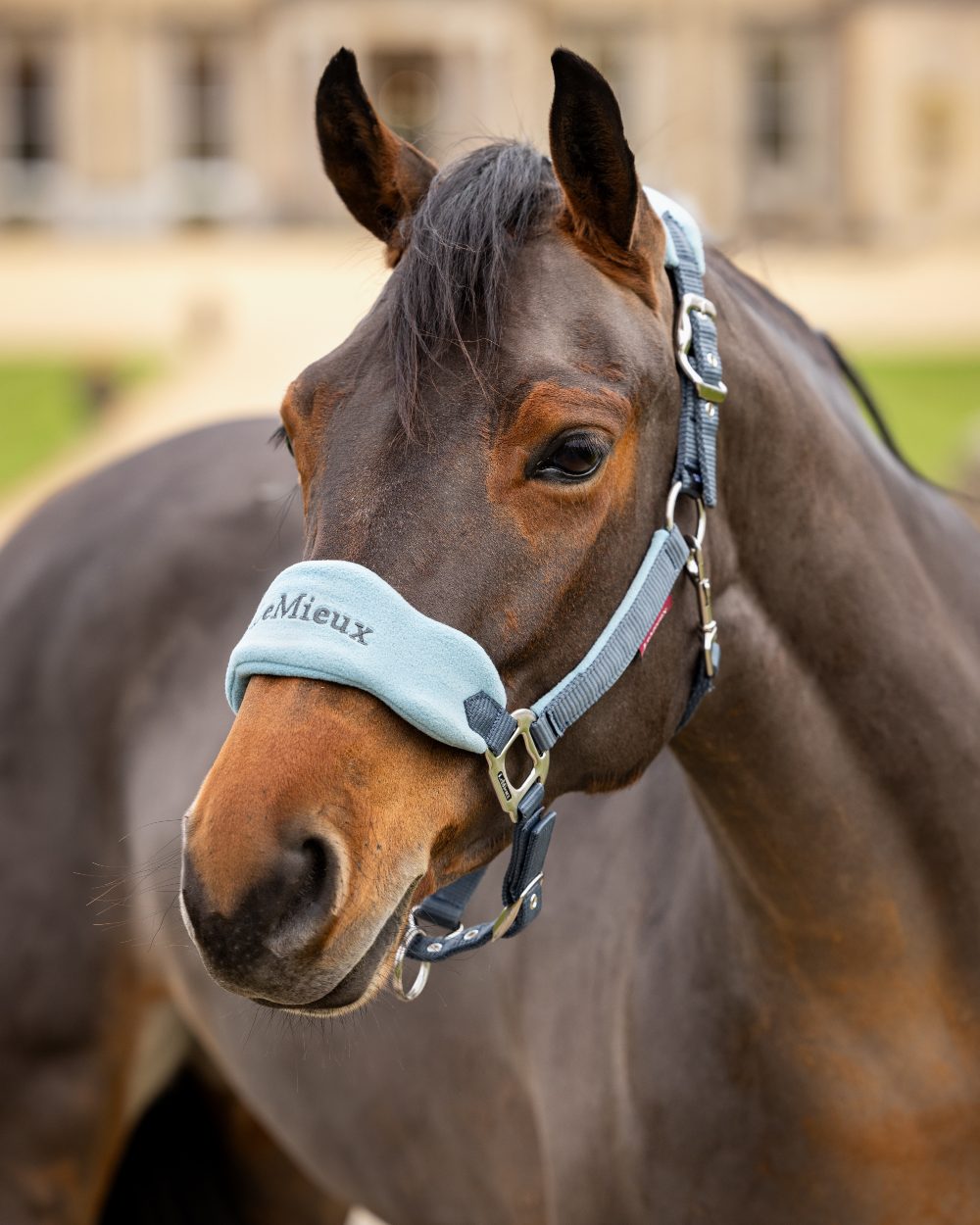 Patrol coloured LeMieux Vogue Headcollar & Leadrope on blurry background