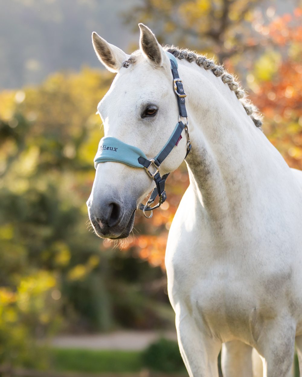 Patrol coloured LeMieux Vogue Headcollar & Leadrope on blurry background