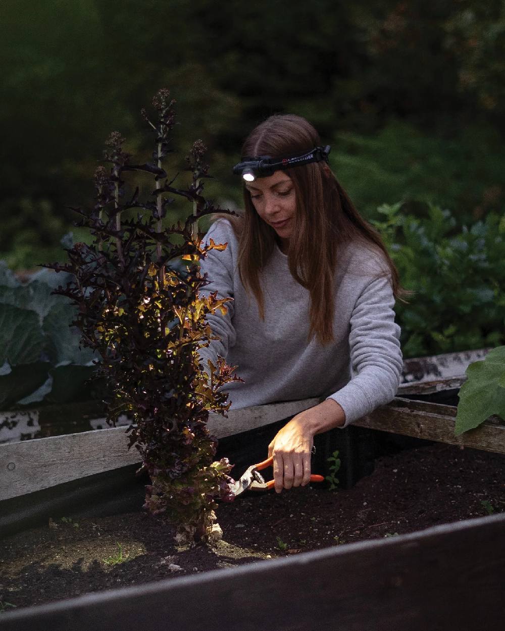 Black Coloured Led Lenser H5R Core Head Torch on grden background