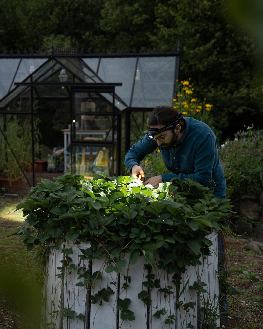 Black Coloured Led Lenser H7R Core Head Torch on garden background