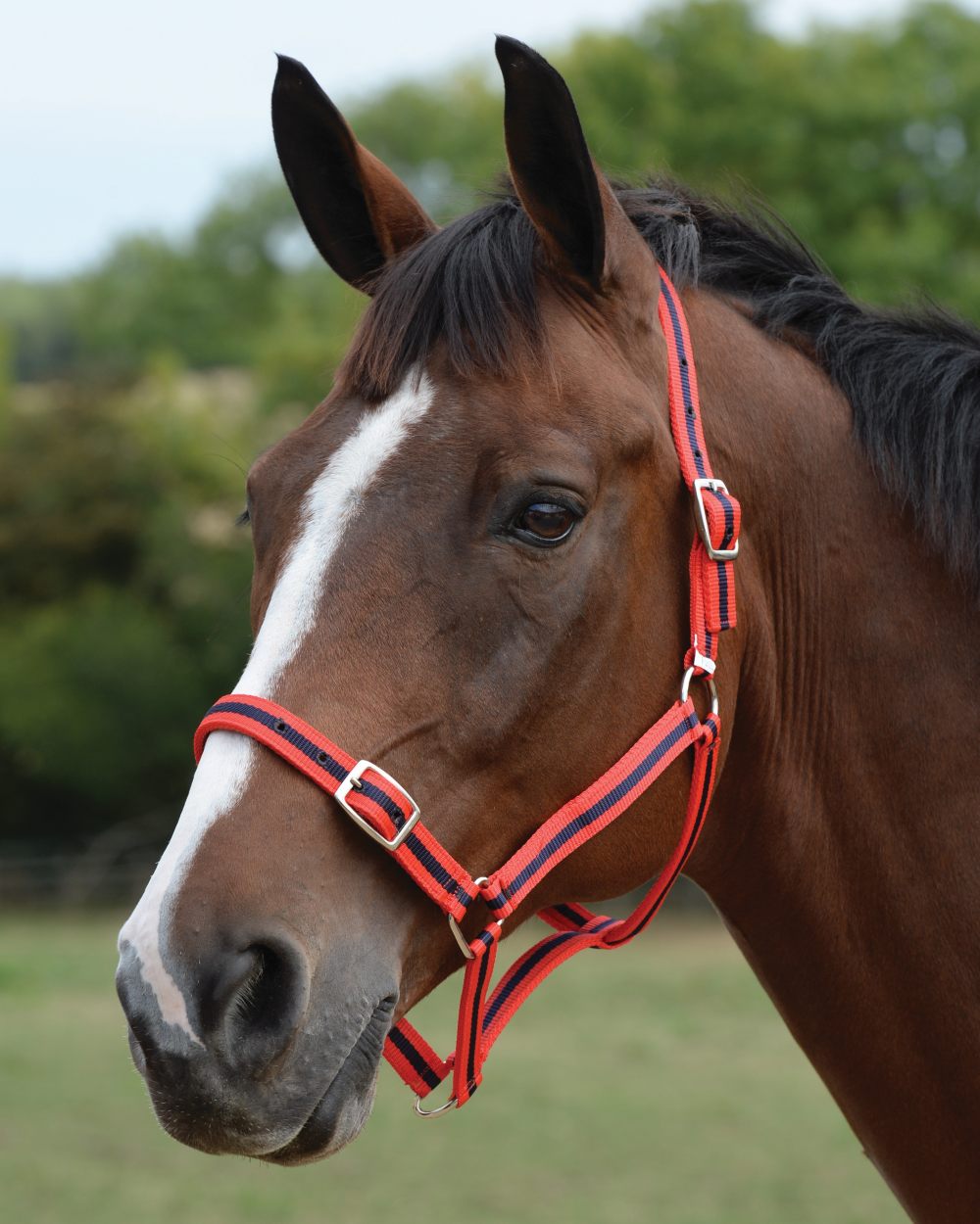 Red Navy coloured Roma Headcollar And Lead Set on blurry background