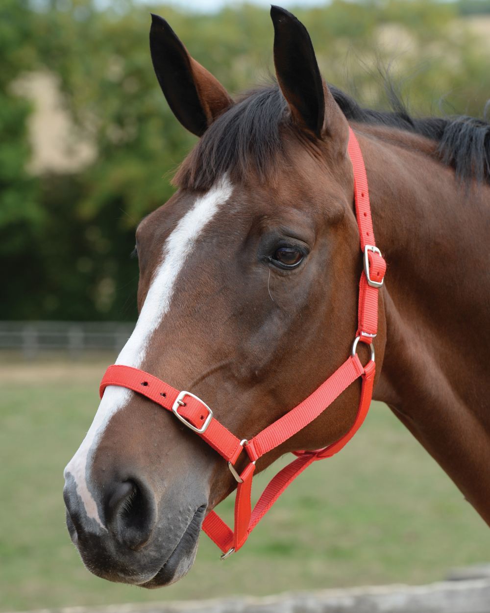 Red coloured Roma Headcollar And Lead Set on blurry background