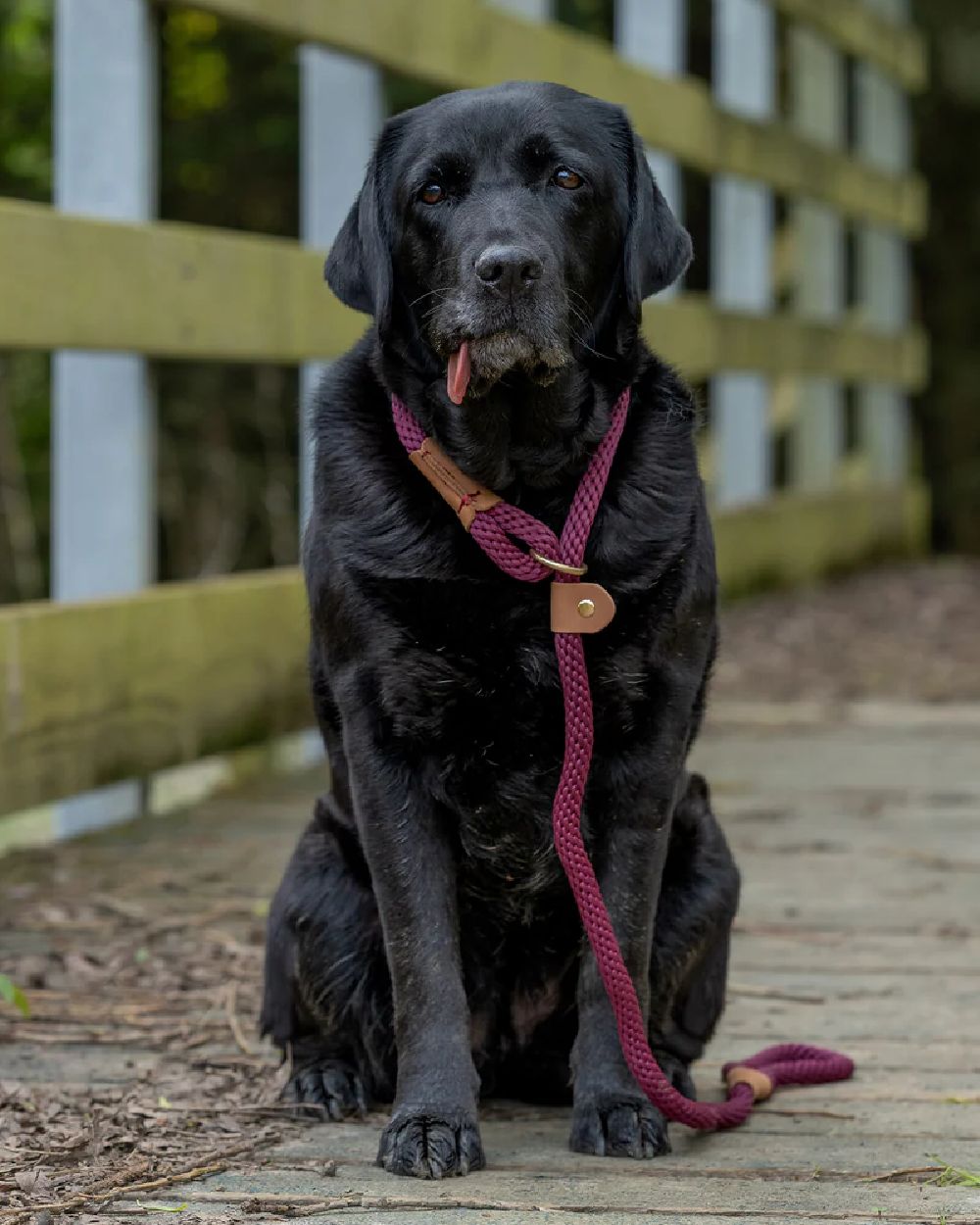 Burgundy Coloured Ruff & Tumble Slip Dog Leads on outdoor background