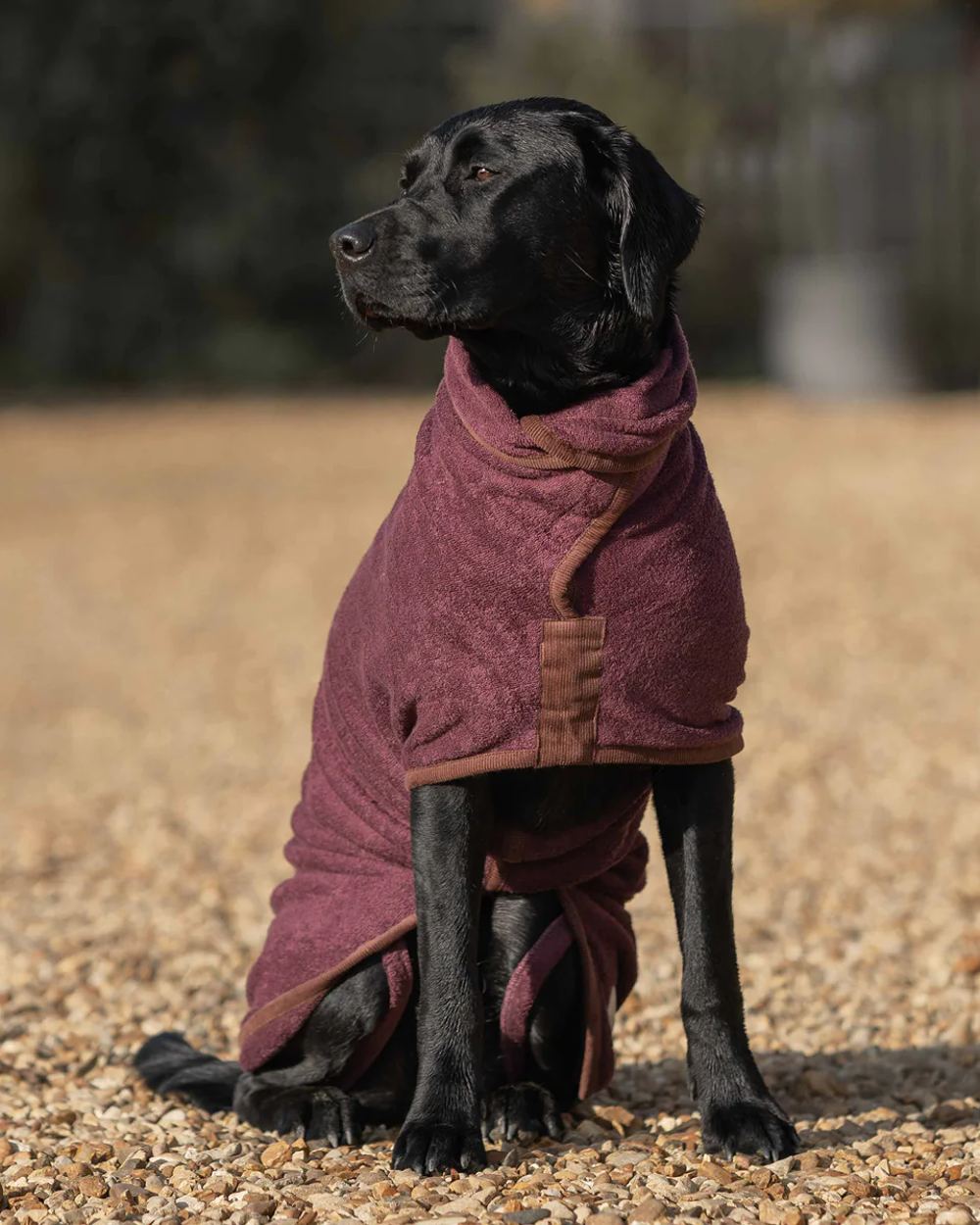 Burgundy coloured Ruff & Tumble Country Dog Drying Coat on black dog
