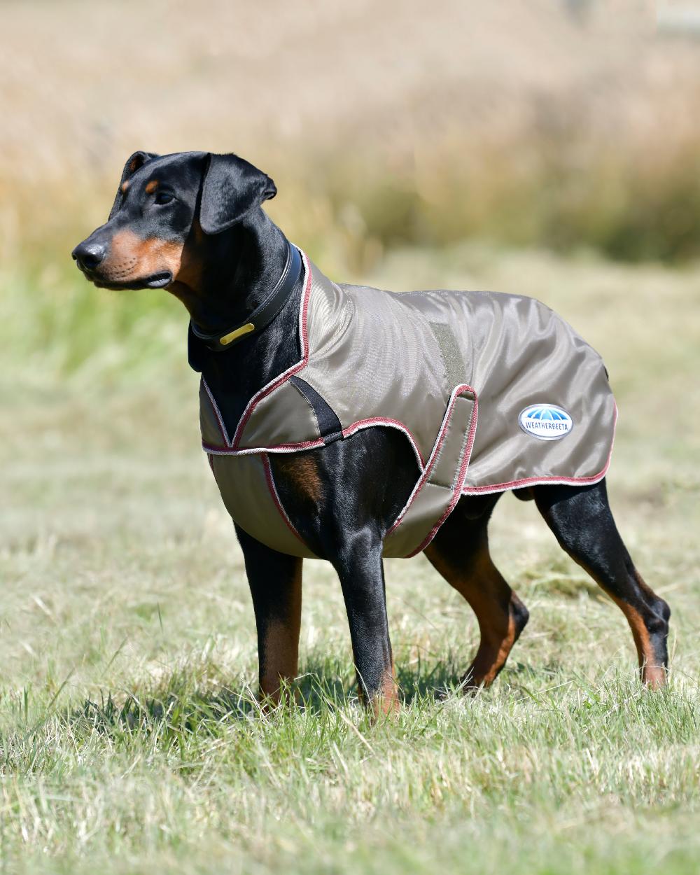 WeatherBeeta ComFiTec Windbreaker Free Deluxe Dog Coat in Green/Burgundy/White