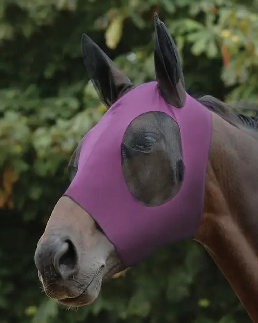 Purple Black coloured WeatherBeeta Stretch Bug Eye Saver With Ears on blurry background