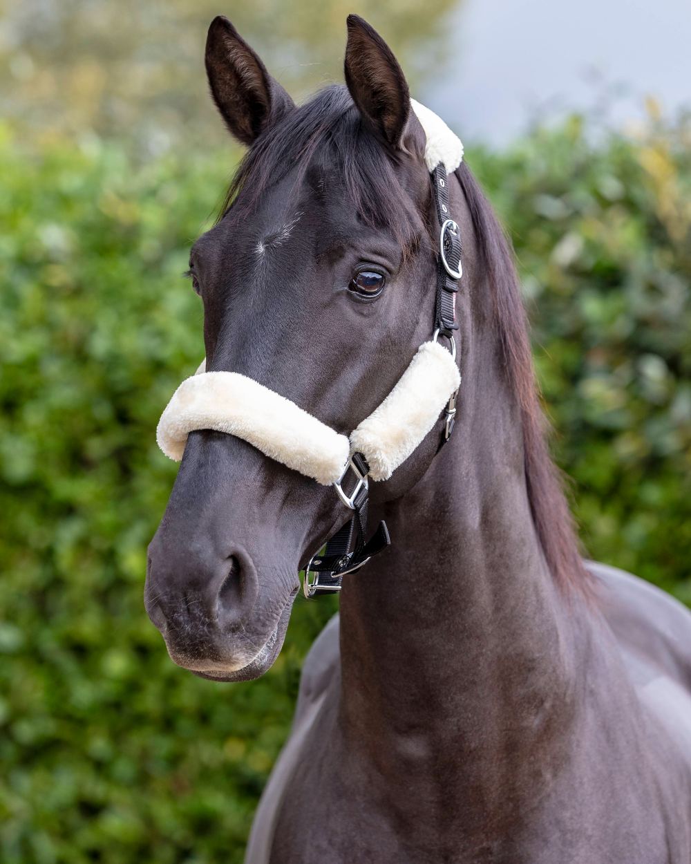 Natural coloured LeMieux Comfort Headcollar on blurry bush background