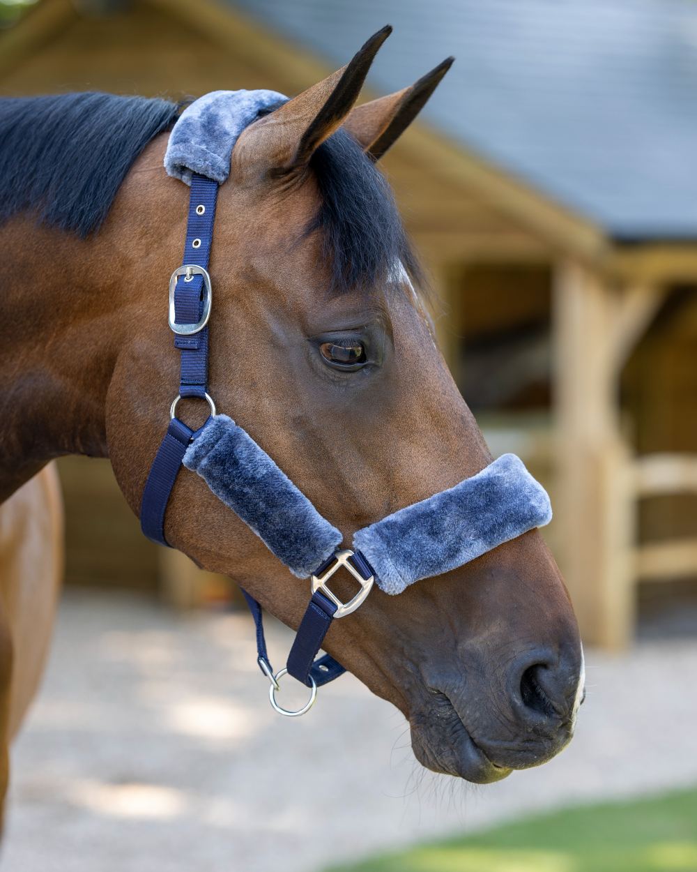 Navy coloured LeMieux Comfort Headcollar with stable in background