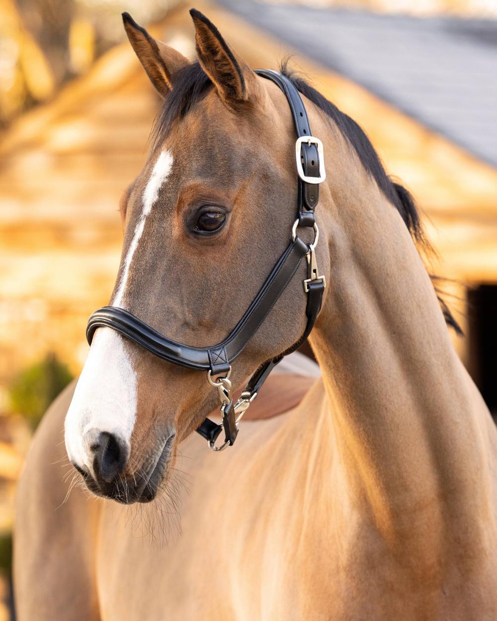 Black coloured LeMieux Leather Grooming Headcollar on blurry stable background