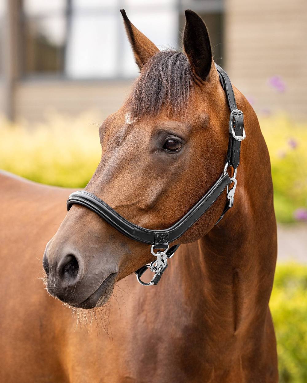 Black coloured LeMieux Leather Grooming Headcollar on blurry background