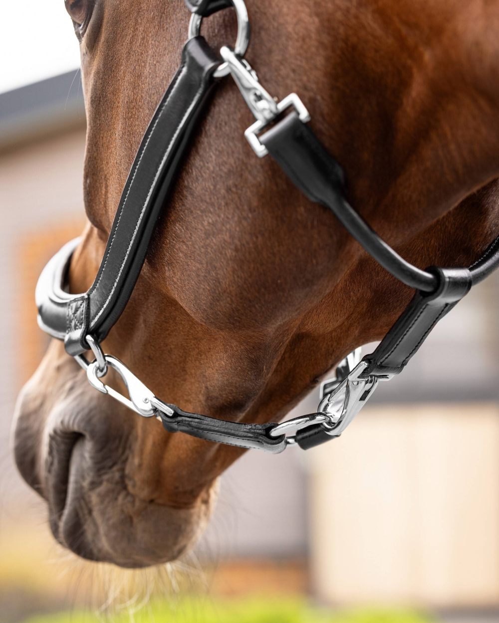 Black coloured LeMieux Leather Grooming Headcollar on blurry background