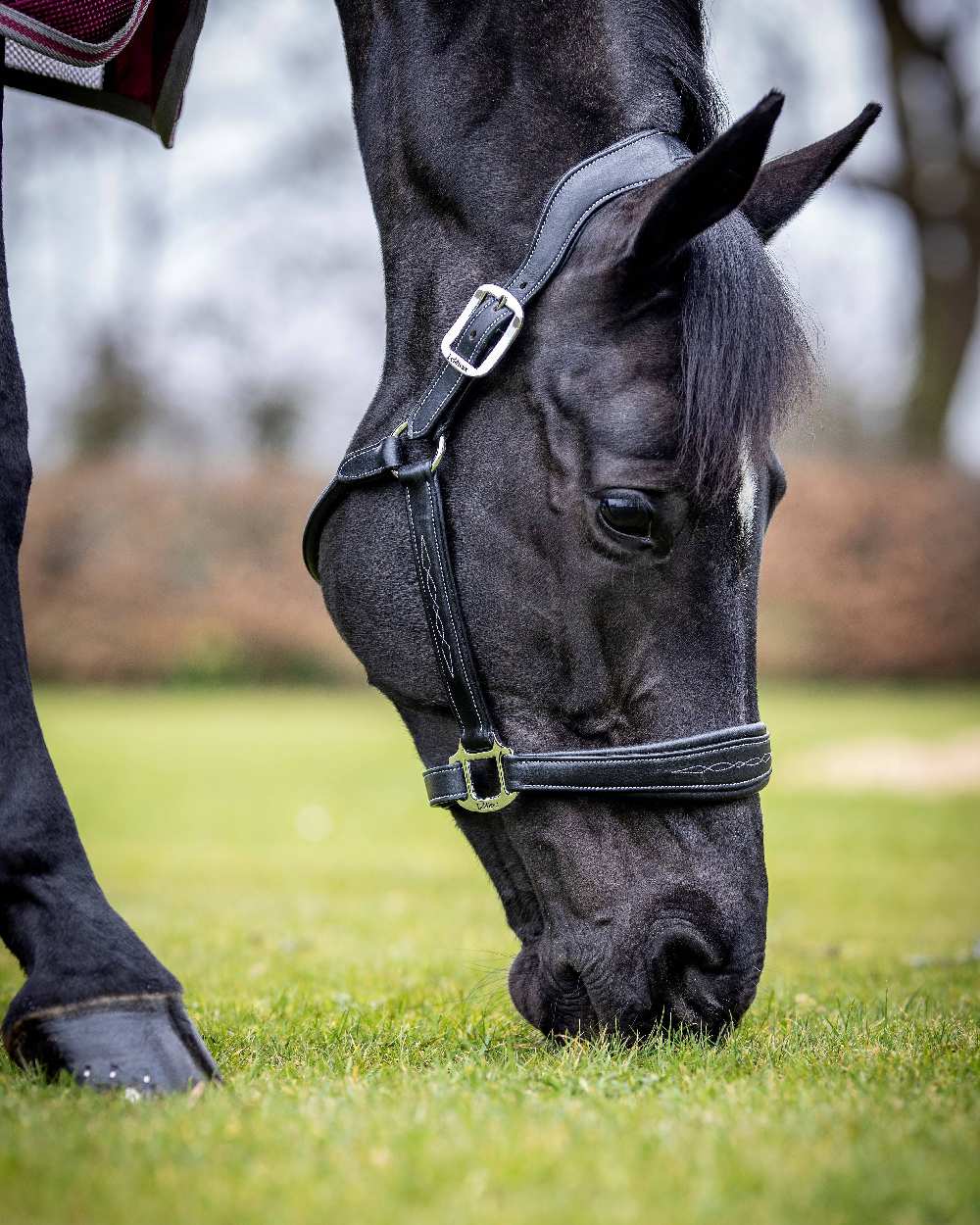 Black coloured LeMieux Stitched Leather Headcollar on blurry grass background