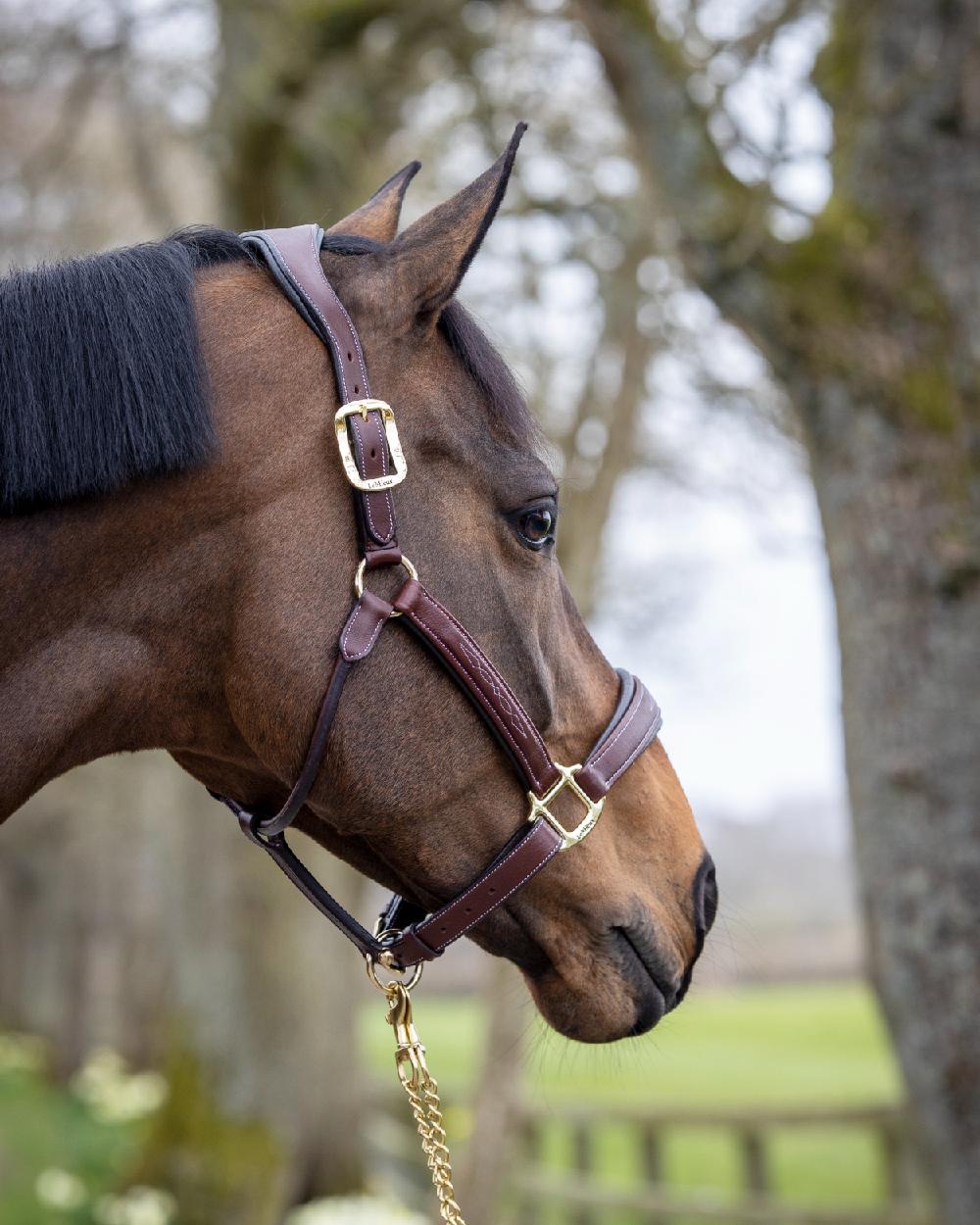 Brown coloured LeMieux Stitched Leather Headcollar on blurry tree background