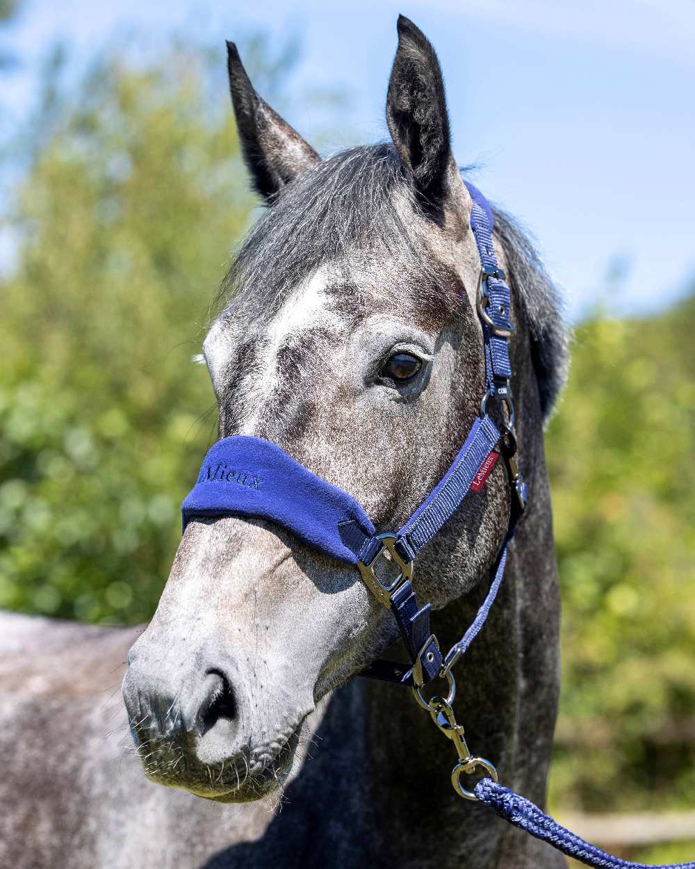 Ink Blue coloured LeMieux Vogue Headcollar & Leadrope on blurry sky background