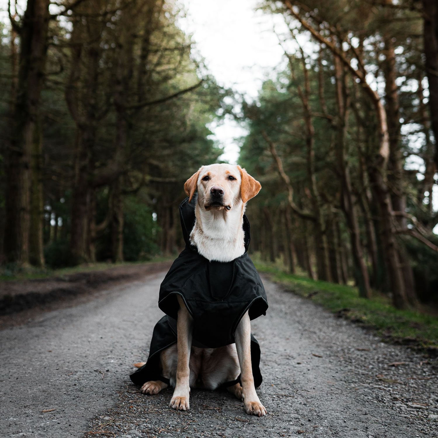Danish Design Ultimate 2 In 1 Dog Coat in Black