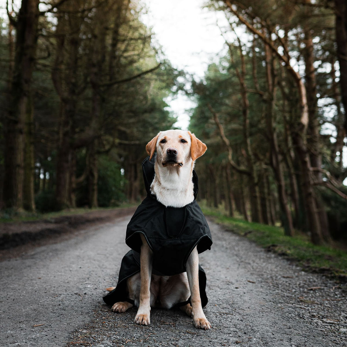 Danish Design Ultimate 2 In 1 Dog Coat in Black