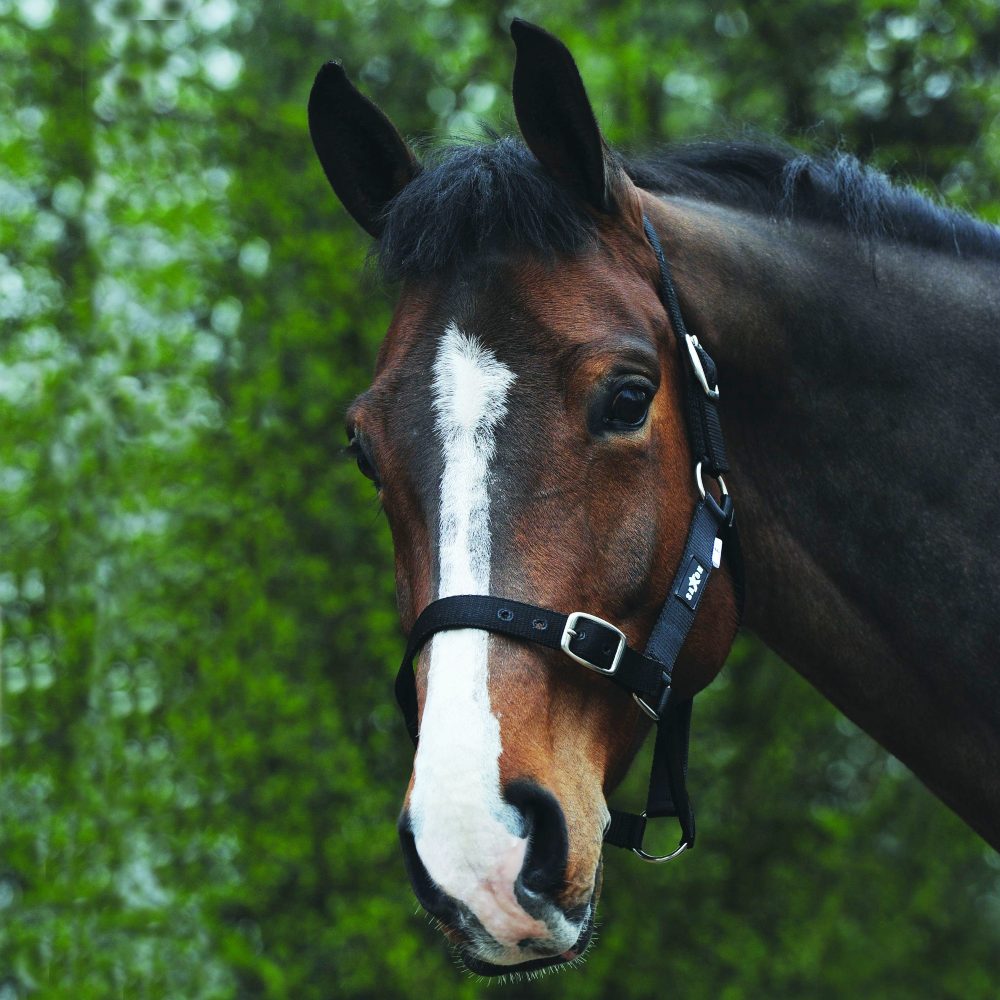 Saxon Economy Headcollar in Black