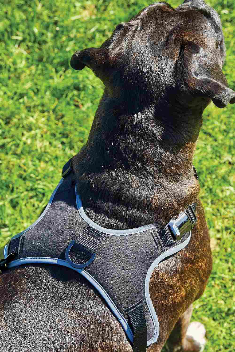WeatherBeeta Elegance Dog Harness in Black