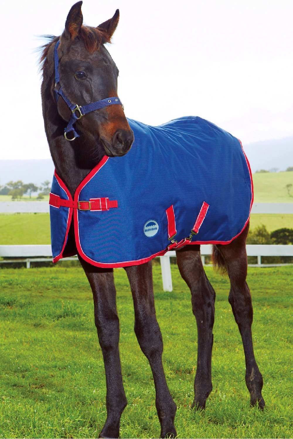 WeatherBeeta 1200D Foal Standard Neck Medium II in Navy/Red/White