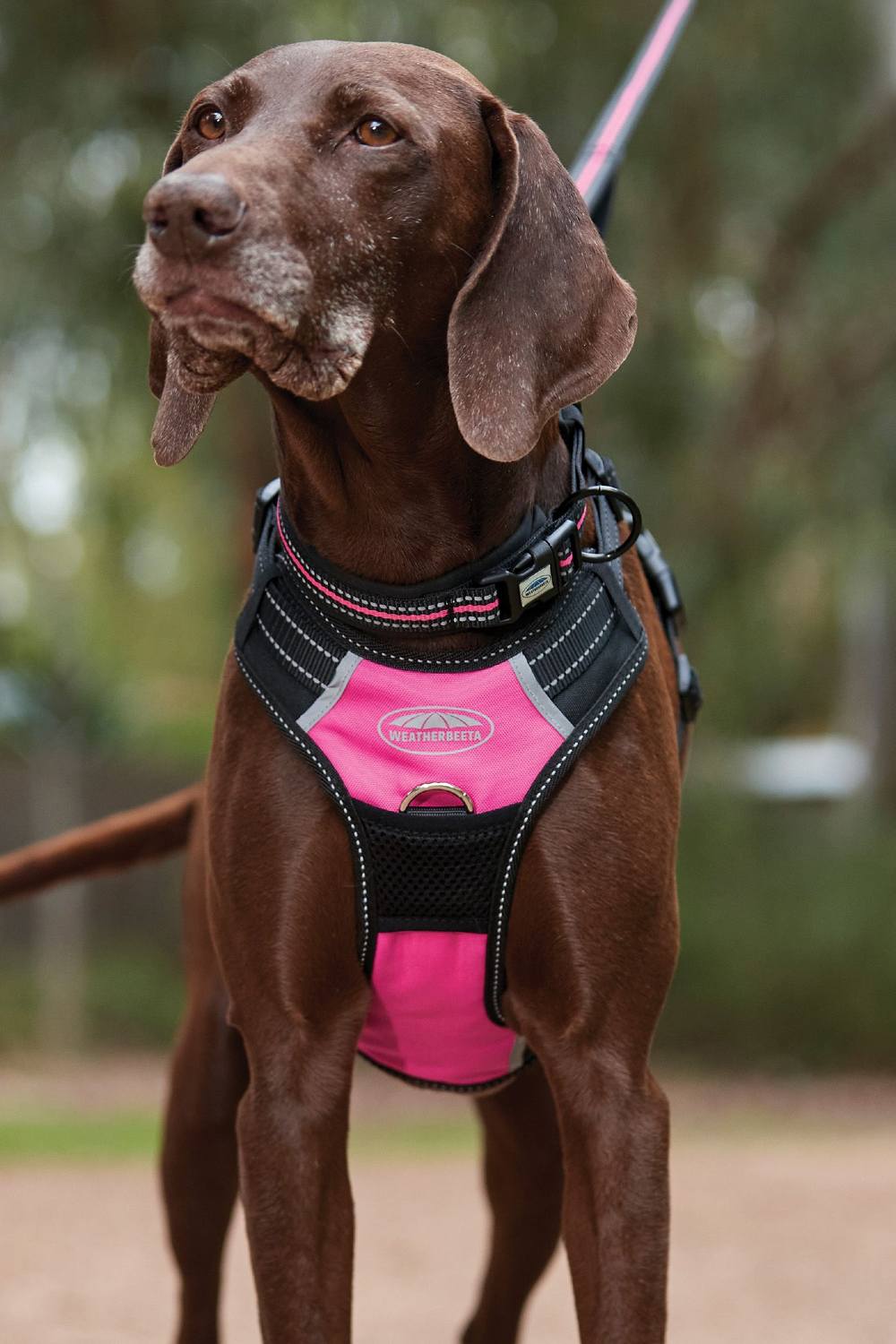 WeatherBeeta Anti Pull/Travel Harness In Black/Pink