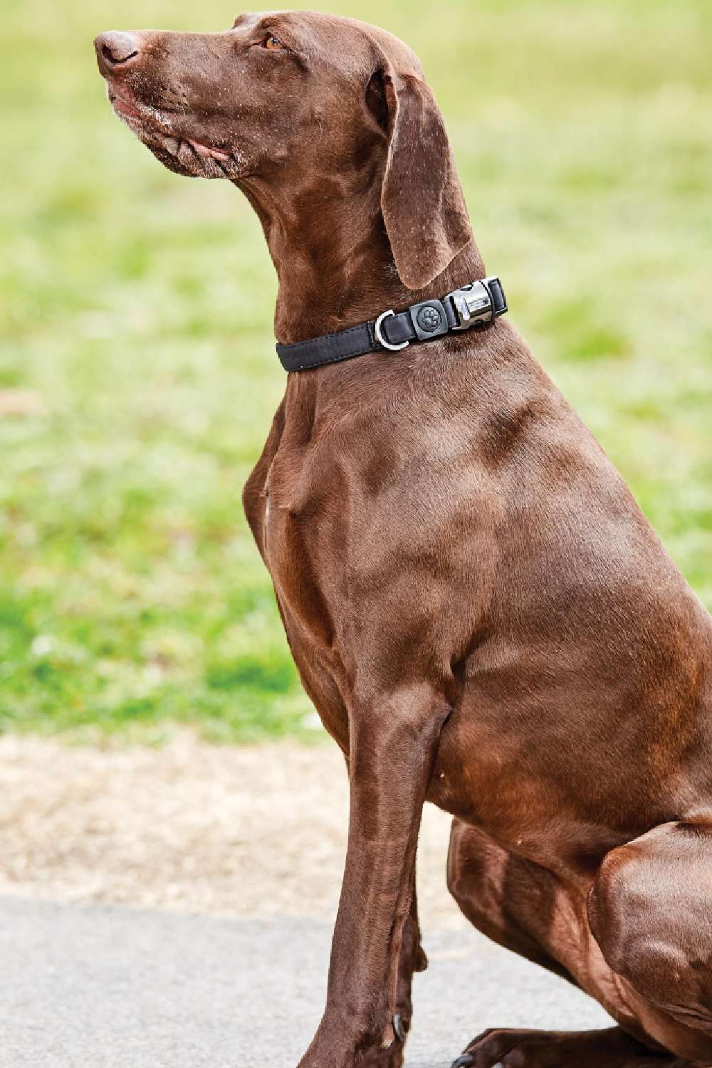 WeatherBeeta Elegance Dog Collar in Black