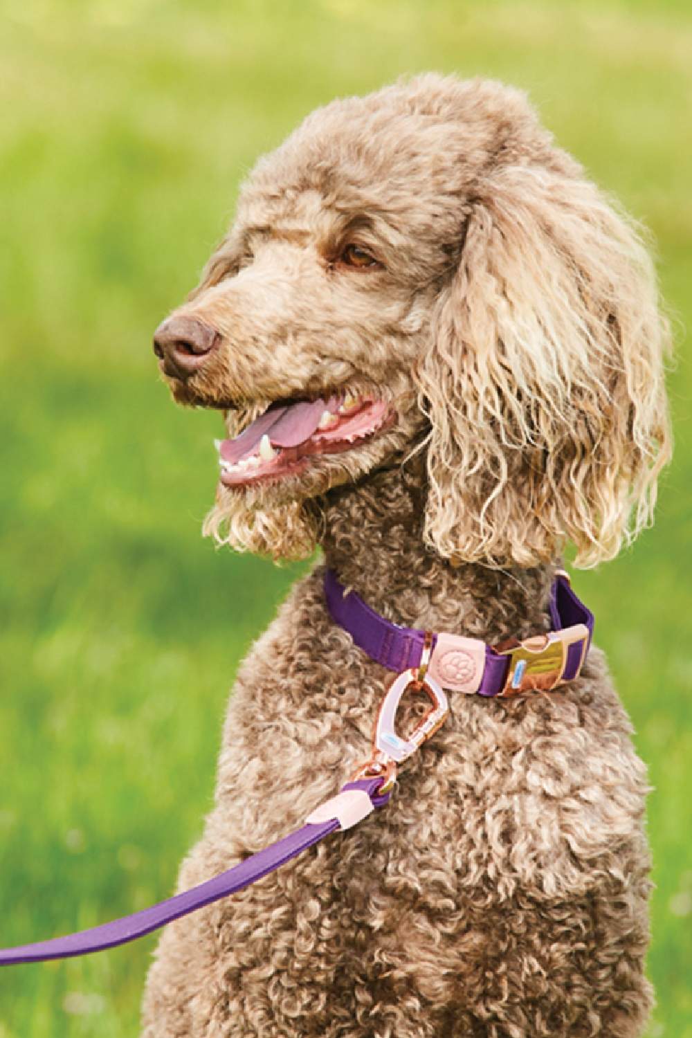 WeatherBeeta Elegance Dog Collar in Purple 