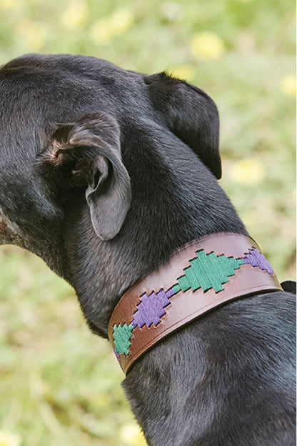 WeatherBeeta Lurcher Polo Leather Dog Collar in Beaufort Brown/Purple/Teal