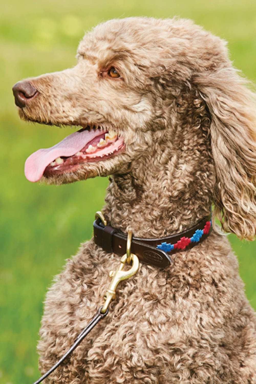 WeatherBeeta Polo Leather Dog Collar in Beaufort Brown/Pink/Blue