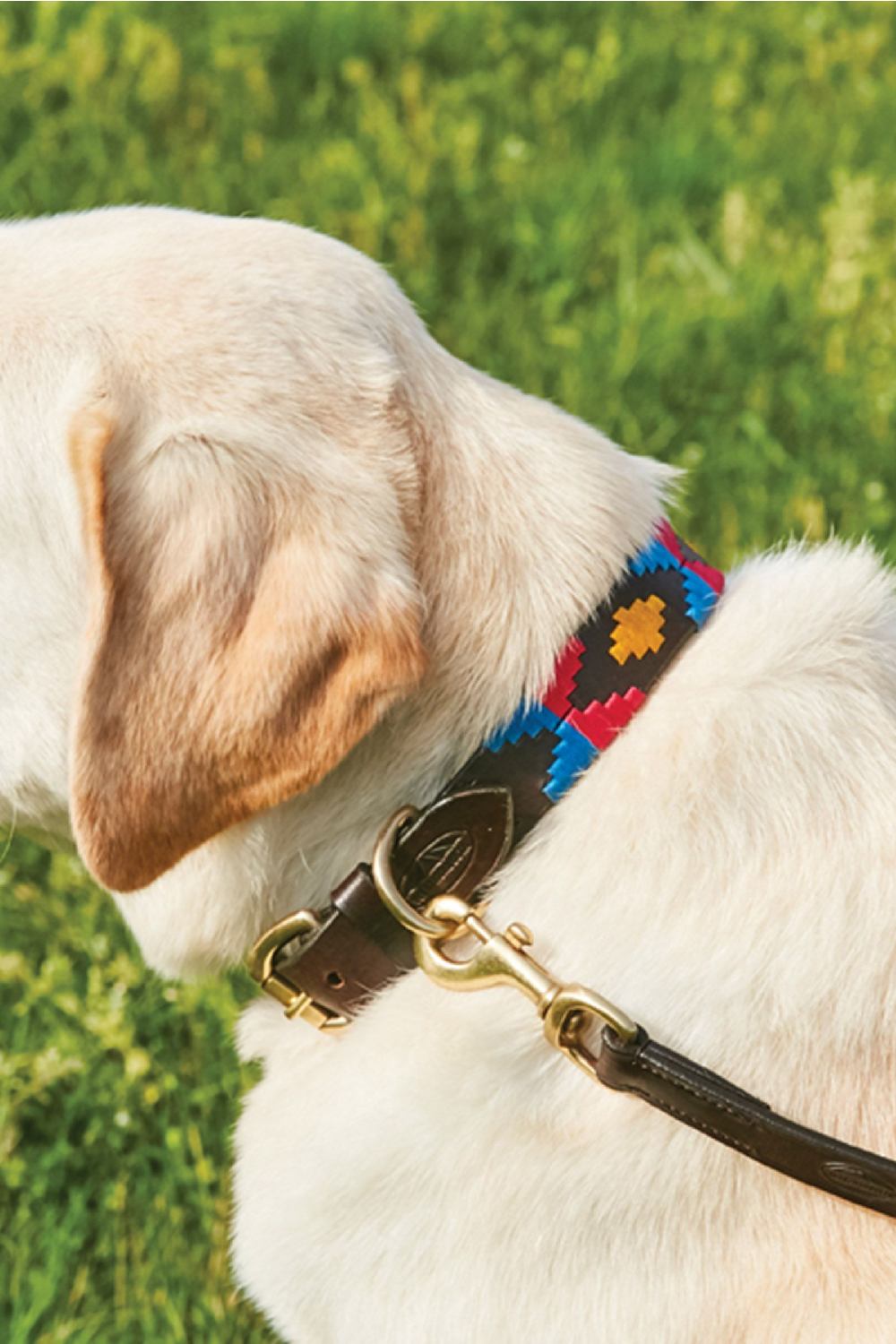 WeatherBeeta Polo Leather Dog Collar in Cowdray Brown/Pink/Blue/Yellow 